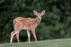Very young white-tailed deer fawn Art Print